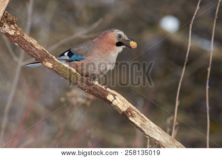 Eurasian Jay (garrulus Glandarius) Sits On A Branch With Peanuts In Its Beak.
