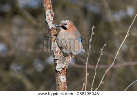 Eurasian Jay (garrulus Glandarius) Sits On A Branch In The Forest In A Natural Habitat: A Portrait W