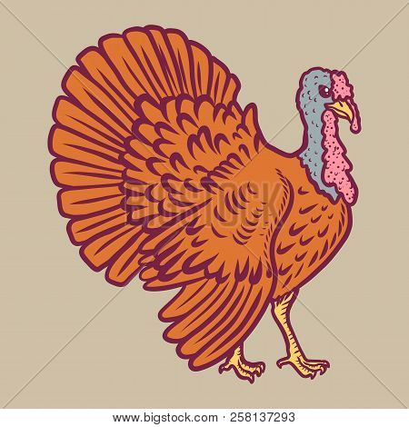 Turkey Cock Icon. Hand Drawn Illustration Of Turkey Cock Vector Icon For Web Design