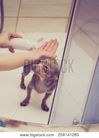 Woman Taking Care Of Her Little Dog. Female Washing, Cleaning Pinscher Ratter Prazsky Krysarik Under