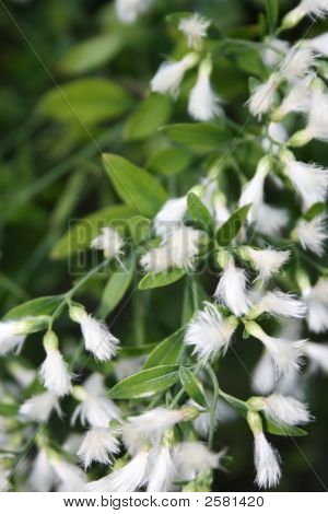 Magnoliophyta Closeup