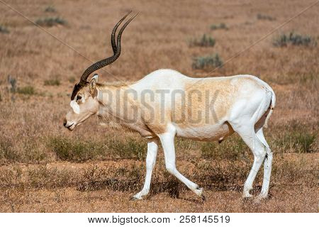 Addax Walking In Jebil National Park In Tunisia
