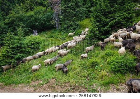 Flock Of Sheep In Pasture On Whole Frame