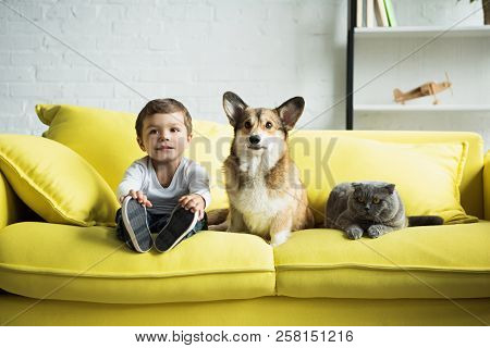 Boy Sitting On Yellow Sofa With Welsh Corgi Dog And Scottish Fold Cat