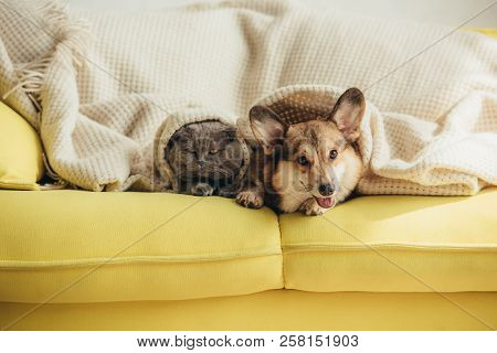 Cute Scottish Fold Cat And Welsh Corgi Dog Lying Under Blanket On Sofa