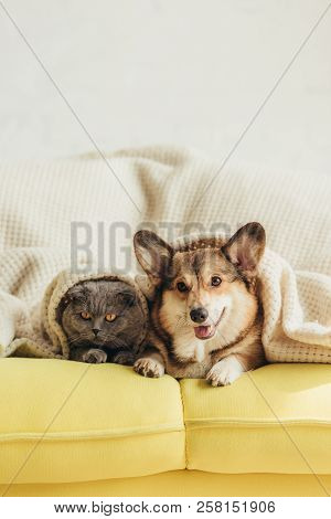Cute Welsh Corgi Dog And Cat Lying Under Blanket On Sofa