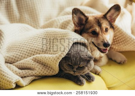 Funny Scottish Fold Cat And Welsh Corgi Dog Lying Under Blanket On Sofa