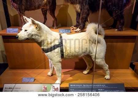 Tokyo, Japan - April 29 2018: Hachiko, A Faithful Akita Inu Dog That Remarkable Loyalty To His Owner
