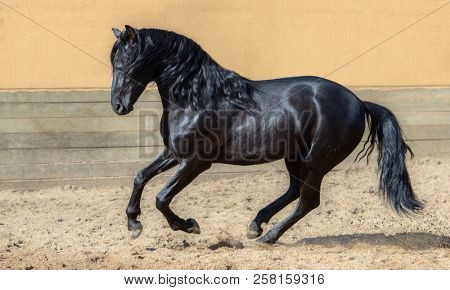 Black Andalusian horse galloping in paddock.