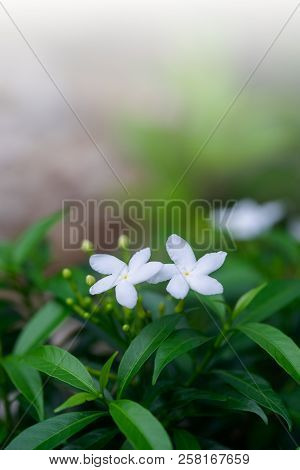 Closeup Of Small Beautiful White Gerdenia Crape Jasmine Flower.