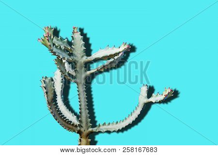 Green And White Cactus On A Bright Blue Background