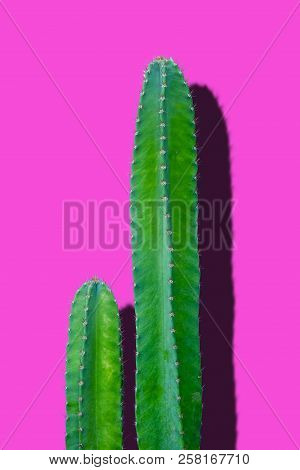 Green Cactus On A Bright Pink Background