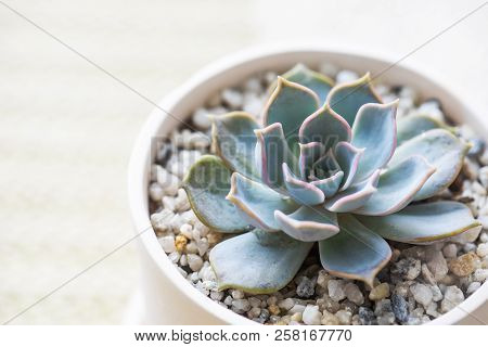 Close Up Succulent In Ceramic Pot On Table.