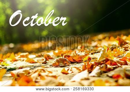 Background Of Autumn Leaves Autumn Leaves In A Park On Earth, Yellow, Green Leaves In Autumn Park. H