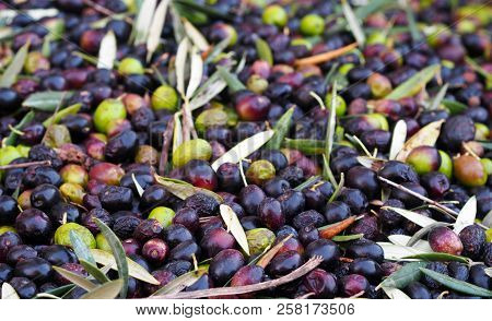 Close View Of Green And Black Olives On An Table