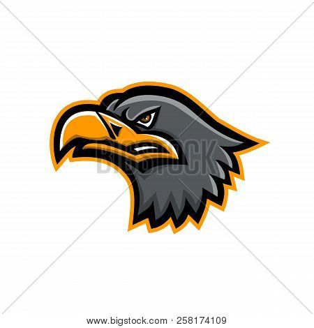Mascot Icon Illustration Of Head Of A Eurasian Sea Eagle,also Known As Gray Sea Eagle,white-tailed E