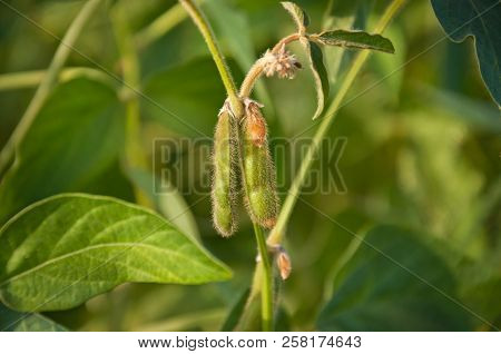 Pods Of Soybean On A Soybean Plant. Agricultural Soybean Plant. The Stem Of A Soy Plant On The Soybe