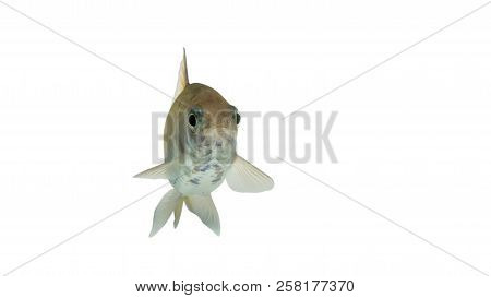 Puntius Brevis(swamp Barb),fresh Raw Fish Isolated On White Background With Clipping Path