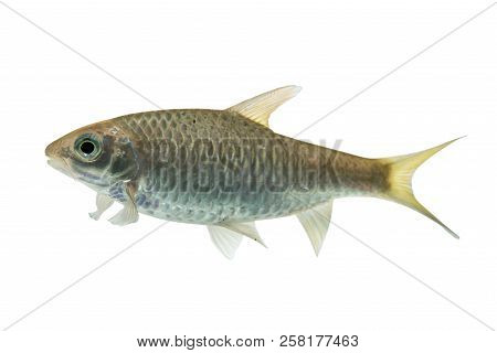 Puntius Brevis(swamp Barb),fresh Raw Fish Isolated On White Background With Clipping Path