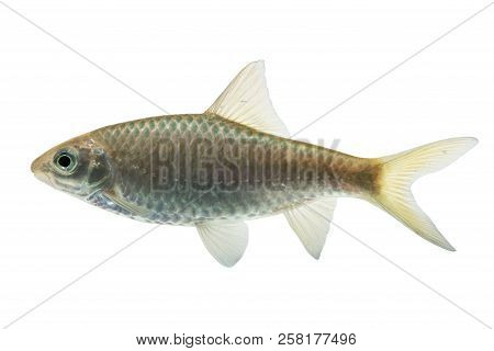 Puntius Brevis(swamp Barb),fresh Raw Fish Isolated On White Background With Clipping Path