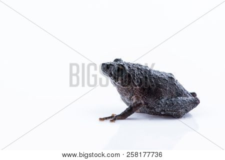 Raorchestes Parvulus On White Background , Animal Of Thailand