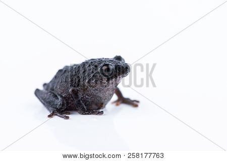 Raorchestes Parvulus On White Background , Animal Of Thailand