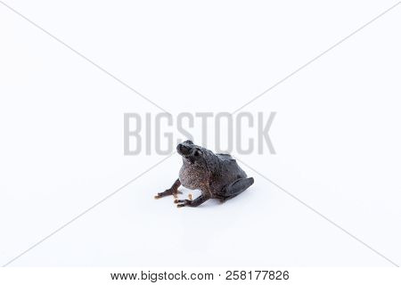 Raorchestes Parvulus On White Background , Animal Of Thailand
