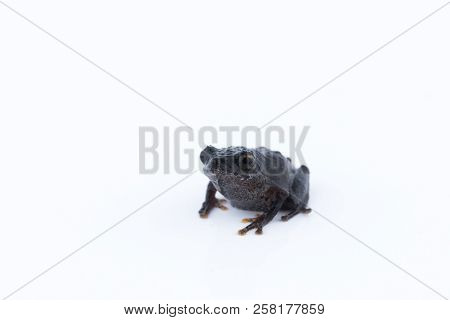 Raorchestes Parvulus On White Background ,amphibian Of Thailand