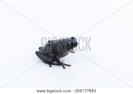 Raorchestes Parvulus On White Background ,amphibian Of Thailand