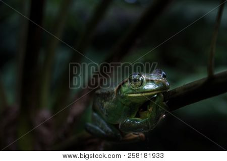 Rhacophorus Feae (feas Tree Frog) ,tree Frog On Large Palm Leaf At Tropical Rainforests In North Tha