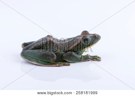 Rhacophorus Feae (feas Tree Frog) , Tree Frog On White Background