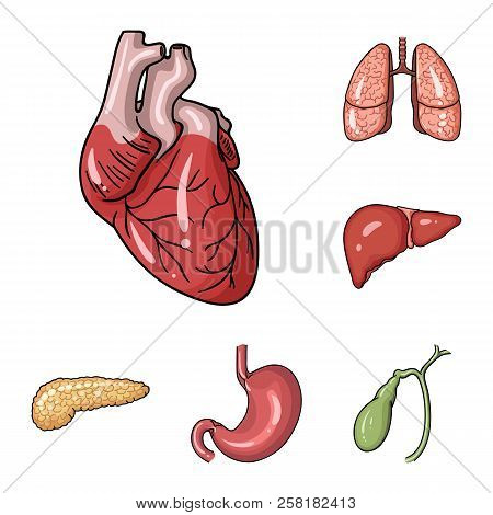 Human Organs Cartoon Icons In Set Collection For Design. Anatomy And Internal Organs Vector Symbol S