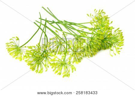 Fresh Dill Flower Isolated On White Background