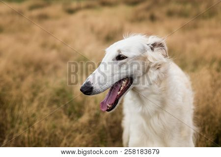 Profile Portrait Of Happy Russian Borzoi Dog In The Field. Close-up Image Of Beautiful Dog Breed Rus