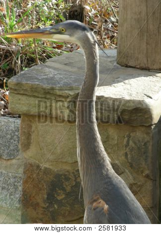 Blauwe reiger