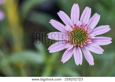 African Daisy In Garden ( Osteospermum Ecklonis ) On Green Background
