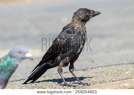 A Pigeon Photobombing A Juvenile Jackdaw On A Road