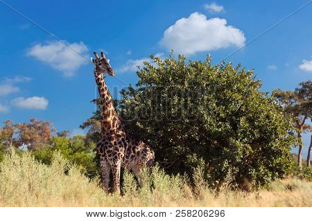 Beautiful South African Giraffe In African Bush, Moremi Game Reserve Botswana, Africa Safari Wildlif