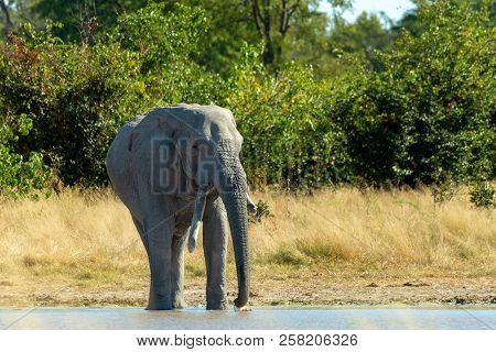 Majestic African Elephant On Waterhole In Moremi Game Reserve Botswana, Africa Safari Wildlife