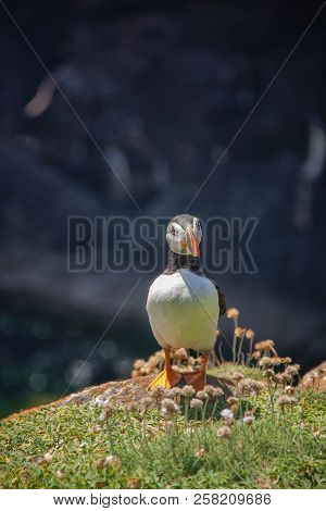 Close View Of A  Puffin On A Rock  On Sunny Day In Saltee Islands. Ireland.