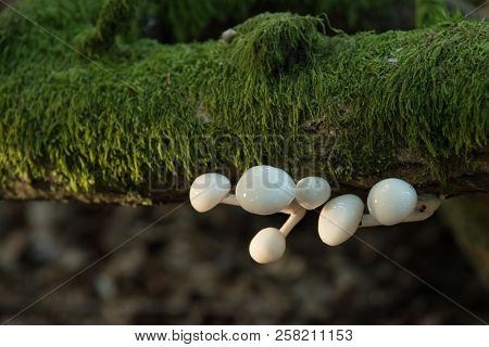 Porcelain Fungus Growing On Fallen And Moss Covered Branch Is Illuminated By Late Afternoon Sunlight