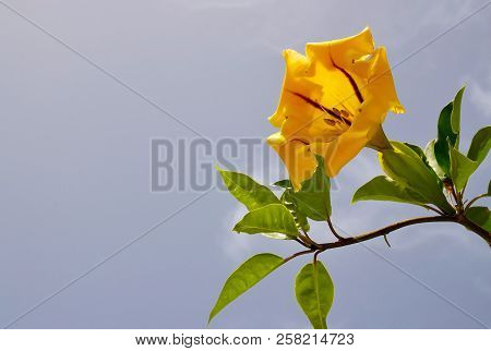 Yellow Cup Of Gold Vine (solandra Maxima) Flower On A Blue Sky Background.blooming Golden Chalice Vi