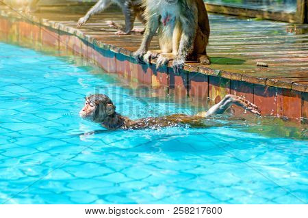 Many Monkeys Swim In The Pool, Eat Play And Bask In The Sun, The Tropics. Monkey Island