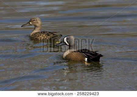 A Pair Of Blue-winged Teal, Anas Discors Swimming