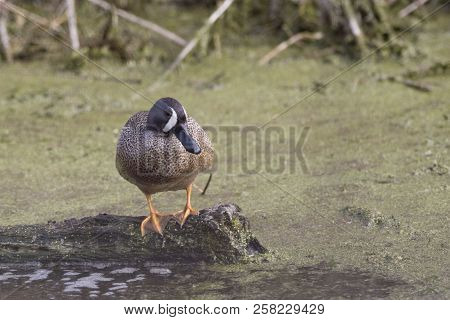 View Of A Male Blue-winged Teal, Anas Discors