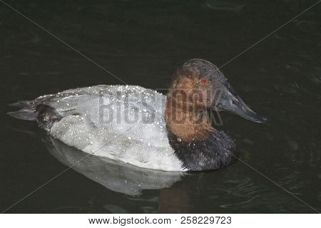 View Of A Male Canvasback, Aythya Valisineria