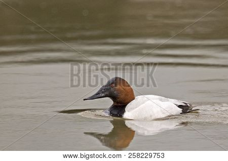 A Male Canvasback, Aythya Valisineria On The Water