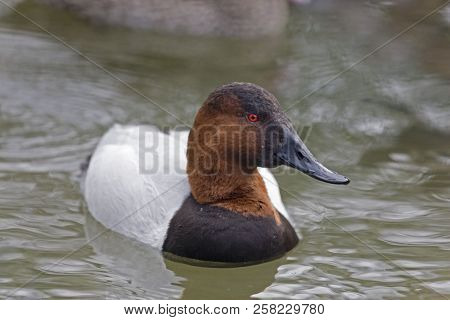 A Male Canvasback, Aythya Valisineria Close Up