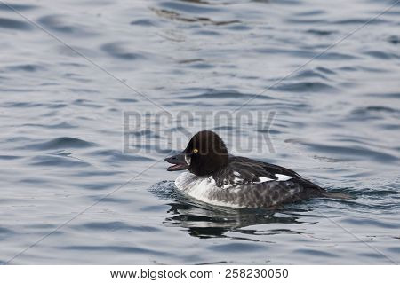 A Female Common Goldeneye, Bucephala Clangula, On The Water