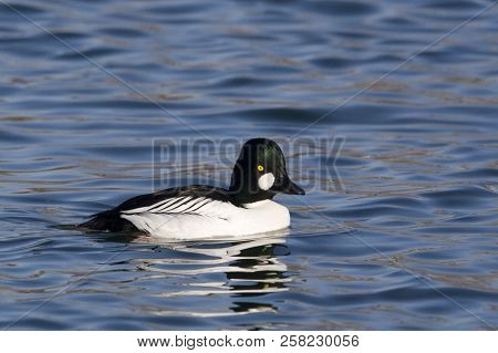 View Of A Male Common Goldeneye, Bucephala Clangula